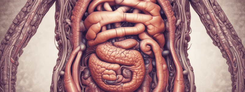 Human Digestive System Overview