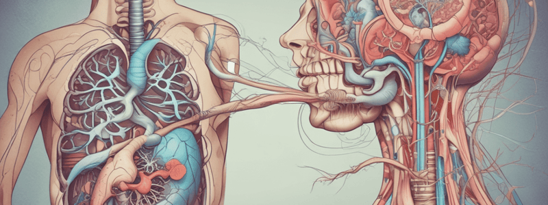 Respiratory System Quiz