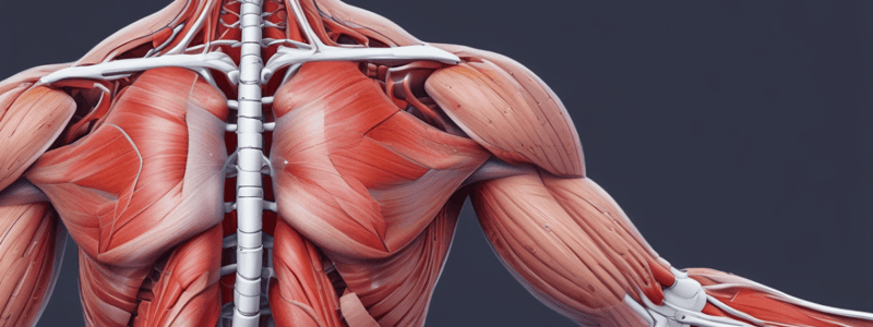 Les Lésions Musculaires