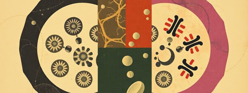 Mitosis Phases Overview