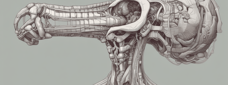 Anatomy of the Pharynx