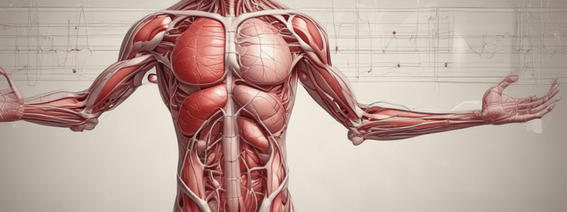 Blood Circulation Pathway