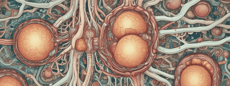 Chapter 25: The Urinary System