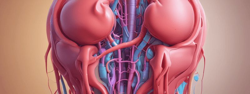 Chapter 27: The Urinary System Overview