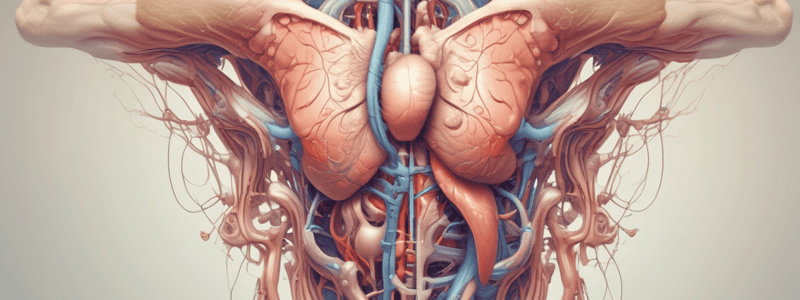 Ureter Anatomy Quiz