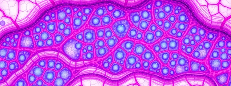 Connective Tissue: Types, Cells, and Characteristics