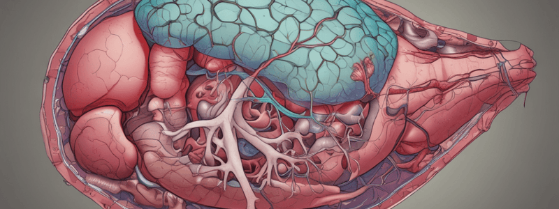 Anatomy of Liver Structure and Blood Vessels