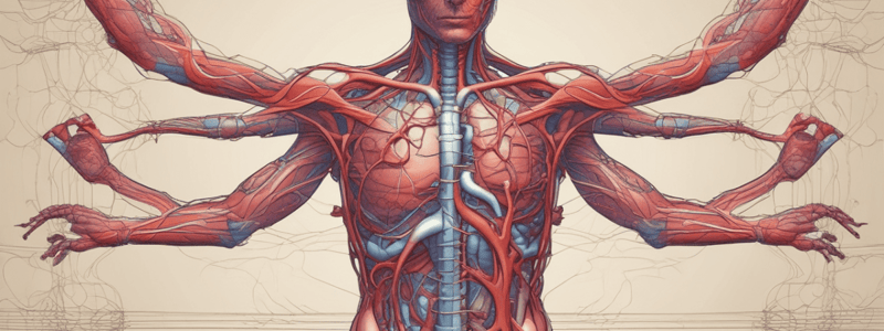 Chapter 20: Blood Vessels and Circulation - easy