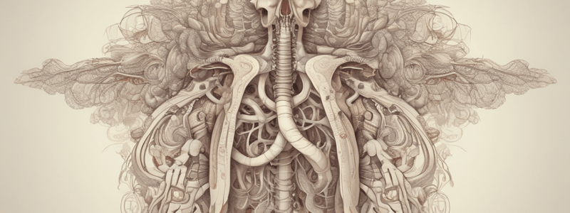 Respiratory System Overview