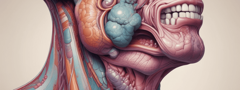 Anatomy of Sublingual Gland