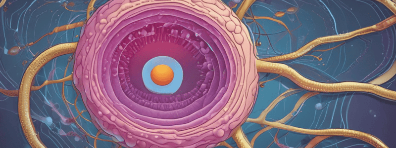 Fertilization Process: From Sperm to Zygote