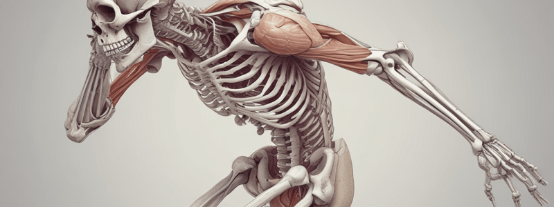 Skeletal Systems and Muscle Movement