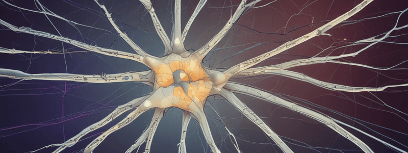 Neuron Structure and Function