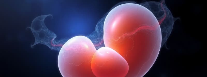 Embryology: Primitive Streak and Notochord Development