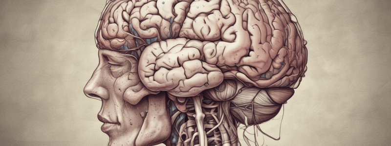 Anatomy of the Brain Quiz