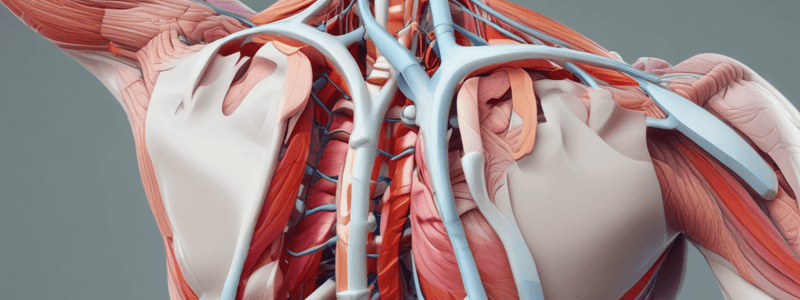 Shoulder Complex Anatomy and Clinical Patterns