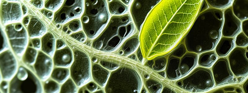 Plant Tissue Types and Functions