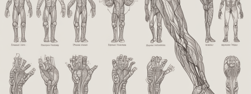 Anatomy of the Cubital Fossa