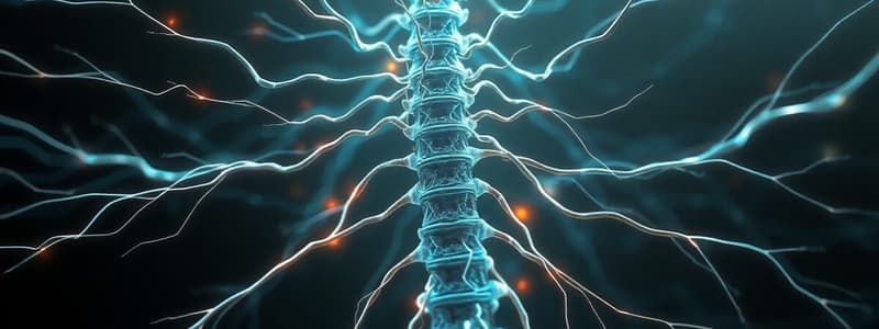 Spinal Cord and Nerves Overview