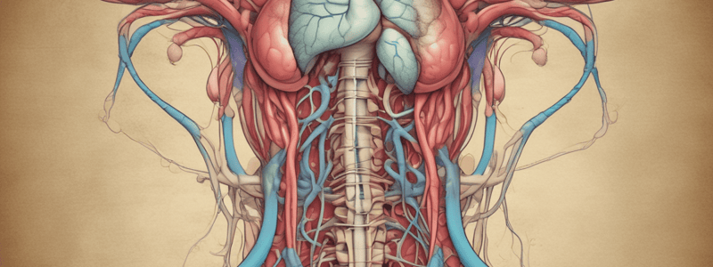 Ch14 urinary system