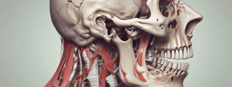 Anatomy of the Mouth and Throat