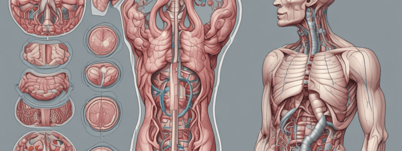 Anatomy of the Peritoneal Structures Quiz