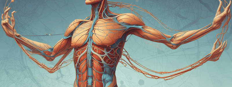 The Lymphatic System