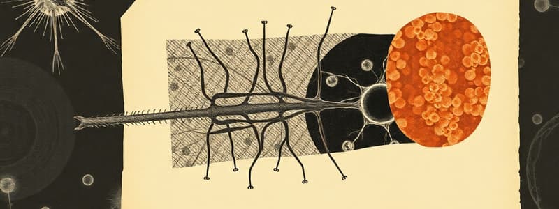 Cell Function and Cytoskeleton