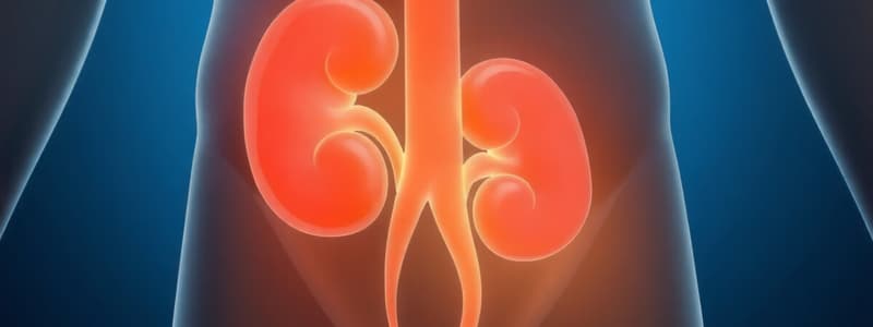 Human Excretion and Kidney Function