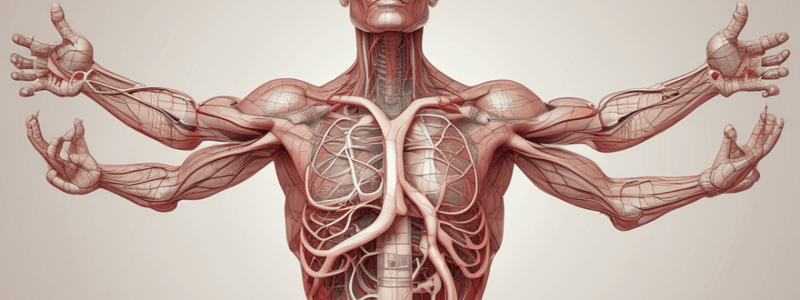 Cardiovascular System Anatomy