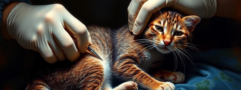 Feline Castration Overview