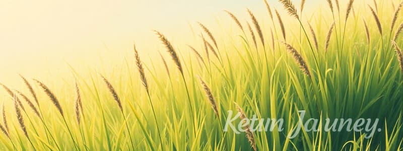 Cool Season Perennial Grasses Overview