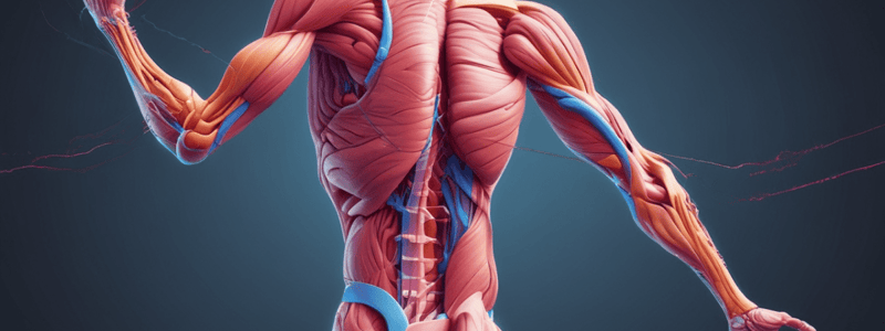 Muscle Contraction and Movement