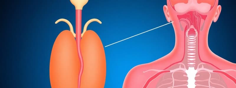 Pituitary and Hypothalamic Hormones Quiz