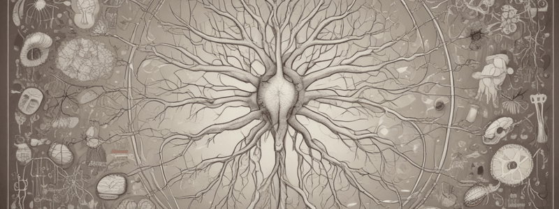 Cerebellar Cortex Structure and Intracerebellar Nuclei