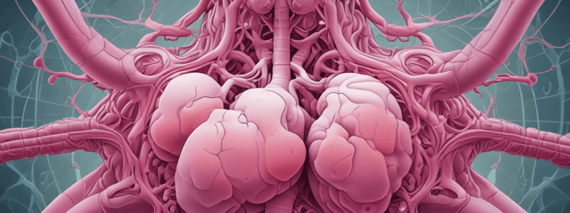 Anatomy of Alveoli