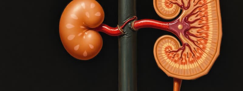 Renal Function: Tubular Processing Quiz