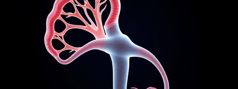 Nephron Structure and Function Quiz