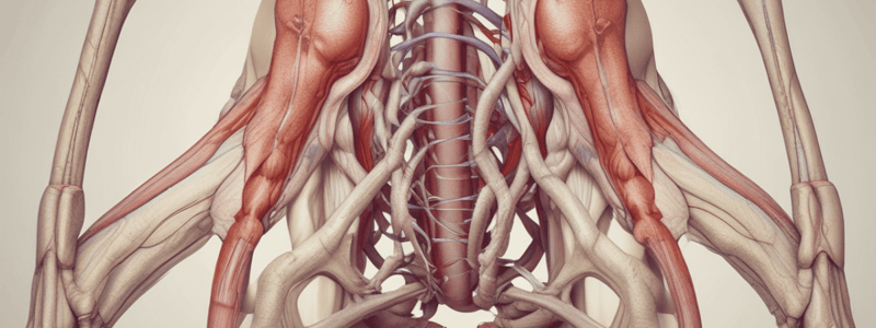 Anatomy LE 2: Lower Limbs: Blood, Nerve Supply, Venous & Lymphatic Drainage