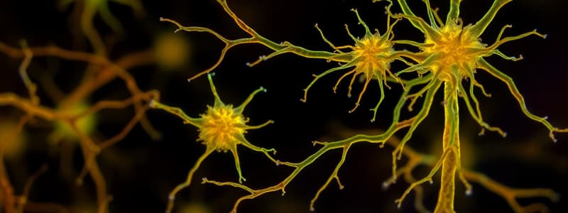 Neuroglial Cells in Nervous System