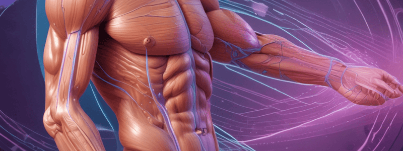 Muscular System 1.3