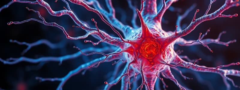 Estructura y Clasificación de Neuronas