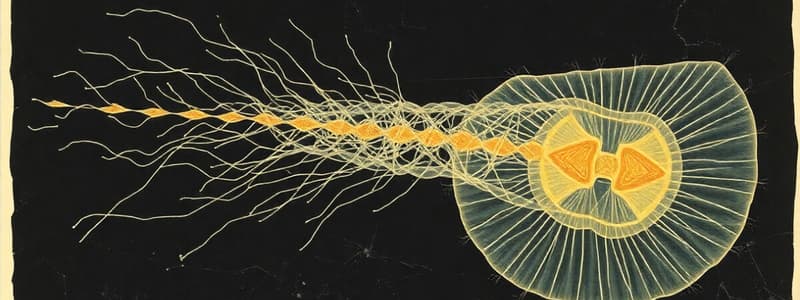 Sarcodina and Amoeba Overview