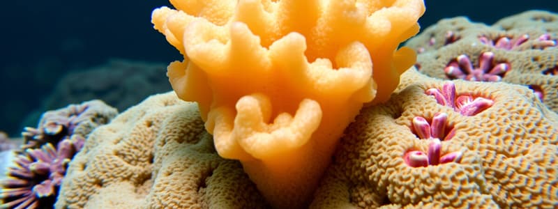 Sponge Classification and Characteristics