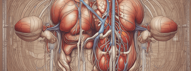 Urinary (Renal) Physiology