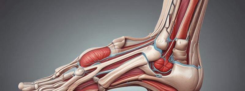 Anatomia do Tendão de Aquiles