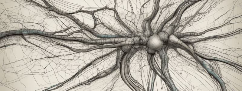 Neural Signaling Process