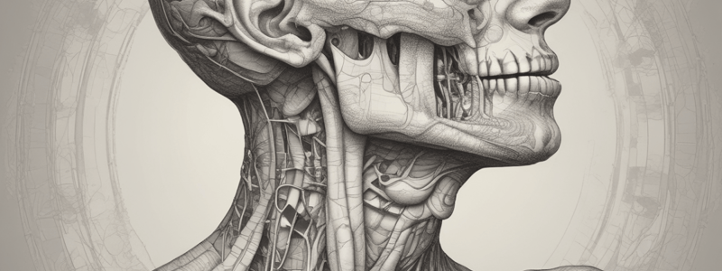 pharynx and esophagus