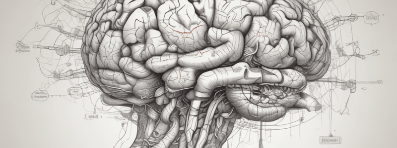 Orbital Frontal Cortex (OFC) Functions