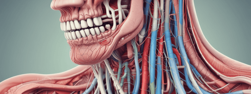 Digestive System: Salivary Glands